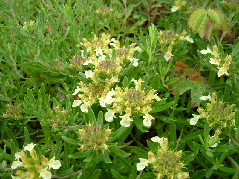 Teucrium montanum / Camedrio montano